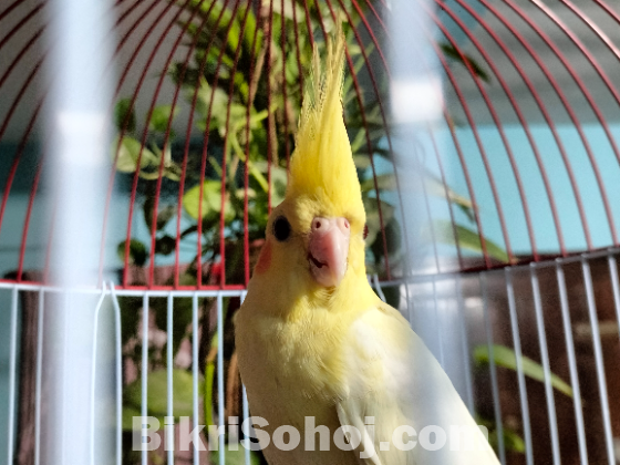 Cockatiel bird